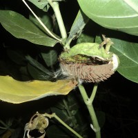 Calotropis gigantea (L.) W.T.Aiton